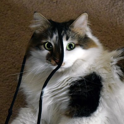 Profile Picture of Daniel Caudill (@iwalkwithedead) on Twitter