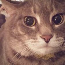 Profile Picture of Joe Grise (@chemiCova) on Twitter