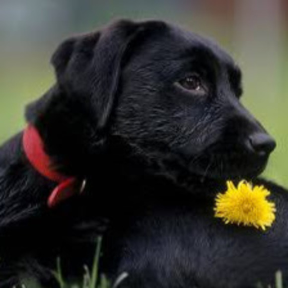 Profile Picture of Stella Zettler (@stellazettler) on Poshmark