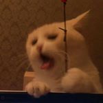 Profile Picture of ZaneLambert (@zanebert) on Instagram