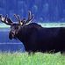 Profile Picture of Jerry Moose (@jerry.donel.3) on Facebook
