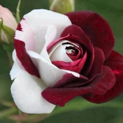 Trinidad Martinez - Twitter Profile Picture of Trinidad Martinez (@lorenza04566261) on Twitter