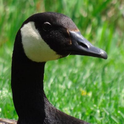 Profile Picture of Kim McMann (@KimMcMann1) on Twitter