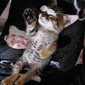 Profile Picture of Abraham Resendiz (@abrahamresendiz1397) on Youtube