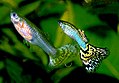 Profile Picture of Guppyon Wikipedia