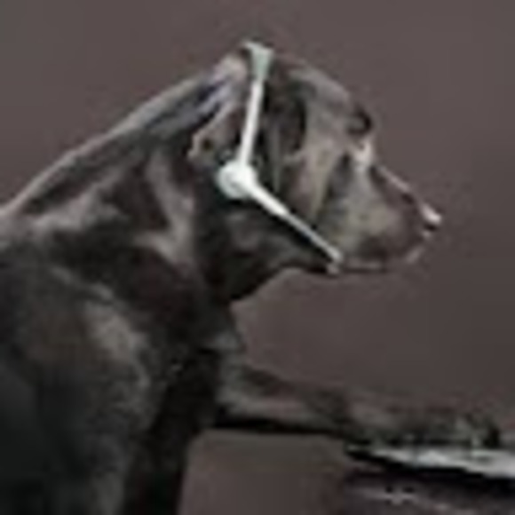 Profile Picture of Darryl justin Byrd (@djbyrd2004) on Poshmark