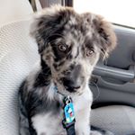 Profile Picture of Mickey Edwards (@mickey_theaussidor) on Instagram