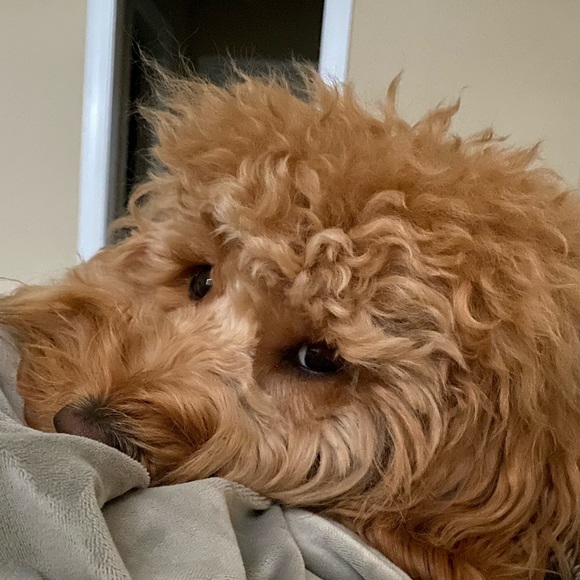 Profile Picture of Anne Ryan (@anneryan814) on Poshmark