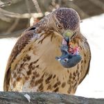 Profile Picture of Brandon Levi (@brandonwlevi) on Instagram