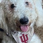 Profile Picture of Laura Switalski (@switalski814) on Instagram