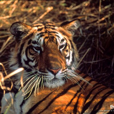 Profile Picture of Dustin  Earls (@funybones123) on Twitter