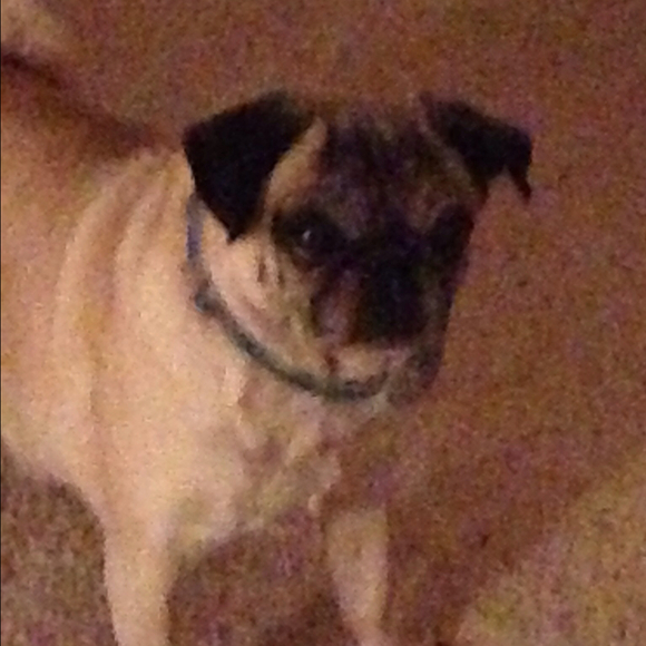 Profile Picture of Dianne Levin (@djlev) on Poshmark