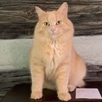 Profile Picture of Peter (@sneakypetercat) on Instagram