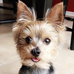 Profile Picture of Oscar Theodore Meyer I (@oscarmeyerthedog) on Instagram