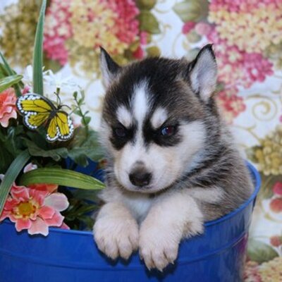 Profile Picture of Stephen Longoria (@huskypal) on Twitter