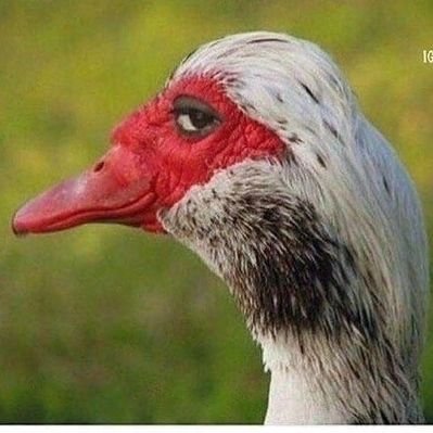 Profile Picture of SHAYAN AHMAD (@ShayanZaxStroid) on Twitter