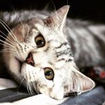 Profile Picture of Colin Swartz Diamond (@colininthemiddle) on Instagram