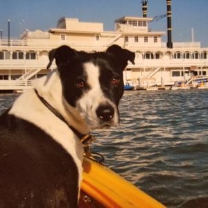 Profile Picture of Steve McCowan (@steve_mccowan) on Twitter