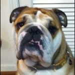 Profile Picture of Luby Jon (@alienbulldog) on Instagram