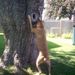 Profile Picture of Terrie Stennett Bright (@joeboxer123) on Pinterest