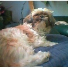 Profile Picture of Pat Fenton (@RykeeRoxene) on Twitter