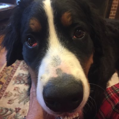 Profile Picture of Miranda_berner (@berner_miranda) on Twitter