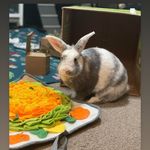 Profile Picture of The Dares covered in fur (@noseboops.and.poops) on Instagram