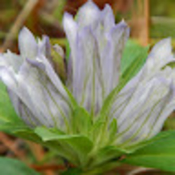 Profile Picture of Janet Gray (@janetgray160) on Poshmark