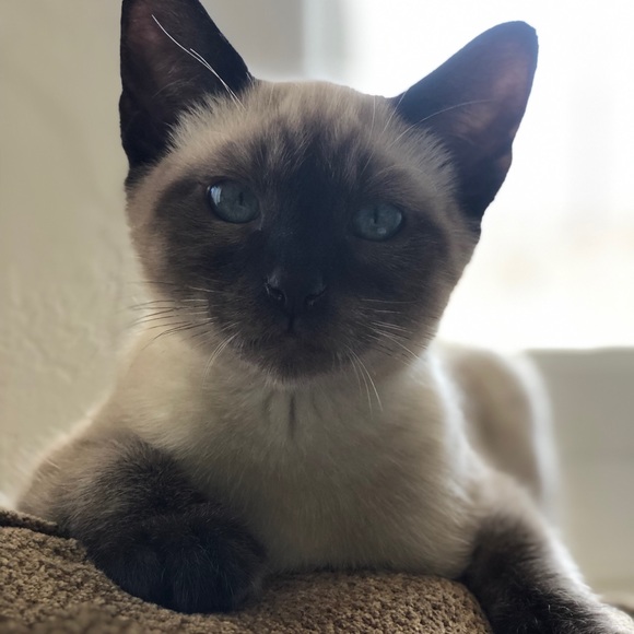 Profile Picture of Matthew Orsini (@mattorsini123) on Poshmark