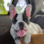 Profile Picture of Susan Sarandon (@susan_sarandon_frenchie) on Instagram