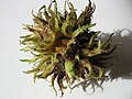 Profile Picture of Husk - Wikipediaon Wikipedia