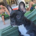 Profile Picture of Bruce West Porpino 🐶 (@thedogisbruce) on Instagram