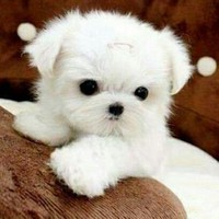 Profile Picture of Suma Gowda (@suma-gowda-30) on Quora