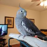 Profile Picture of Adam Avalos (@adam.avalos.16) on Instagram