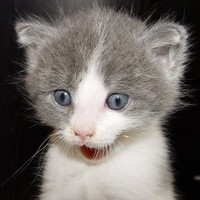 Profile Picture of Felix Olmos (@felix-olmos-4) on Quora