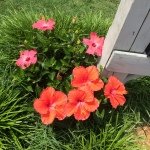 Profile Picture of Steve Merritt (@stevemerritt001) on Instagram