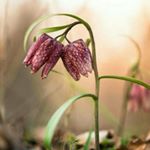 Profile Picture of Z.emperator (@z.emperator) on Instagram