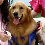 Profile Picture of Scotty, Tequila e Baunis (@beloferabaunisdogs) on Instagram