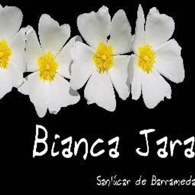 Profile Picture of Bianca Jara (@jara_bianca) on Twitter