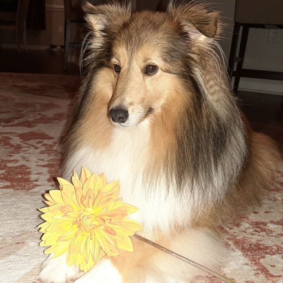 Profile Picture of Tammi Campaniello (@tcampaniello) on Poshmark