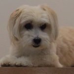 Profile Picture of Lisa Cantlin (@lisa_cantlin) on Instagram