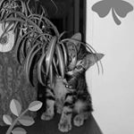 Profile Picture of Boulahouache (@djob.i59) on Instagram