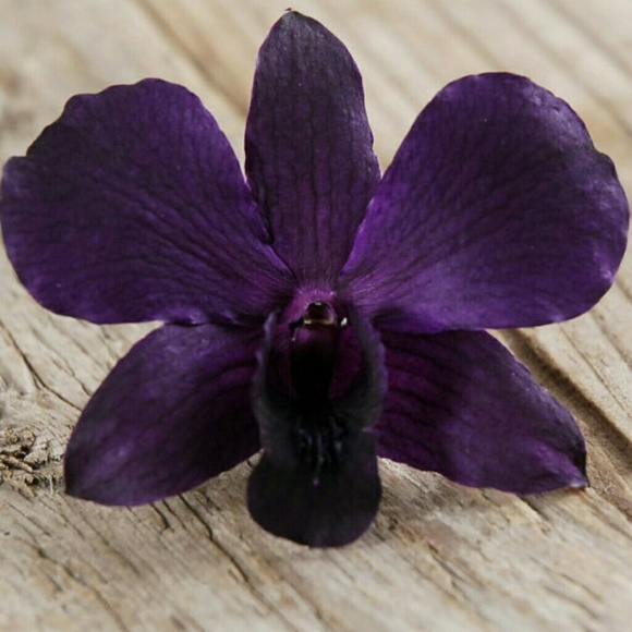 Profile Picture of Paula Meltzer (@missppurses) on Poshmark