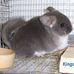 Profile Picture of Aileen Cook (Kingdom Chinchillas) (@aileen.cook1) on Facebook