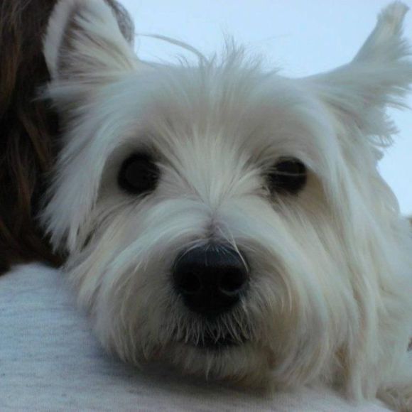 Profile Picture of Julianna Woodruff (@vjsaigal) on Poshmark