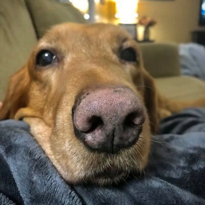 Profile Picture of Lisa Monit (@lisalisamons) on Twitter