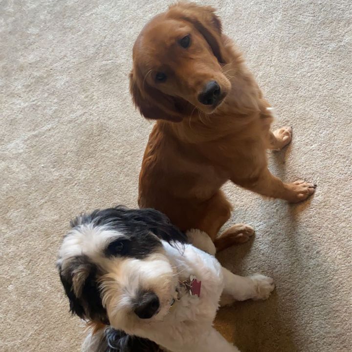 Profile Picture of Lucy&Stella (@lucy_stella23) on Tiktok