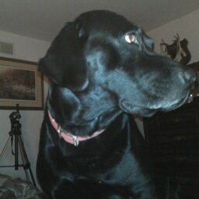 Profile Picture of Klodt Elmer Donald (@@62a848a2887a4a6) on Twitter