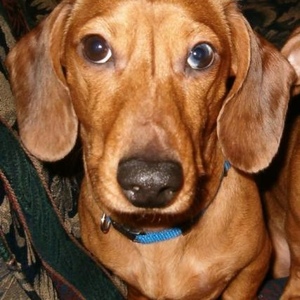 Profile Picture of Gus Herring (@280275485) on Myspace