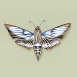 Profile Picture of Sofía Barrera (@birds.and.beasts) on Instagram